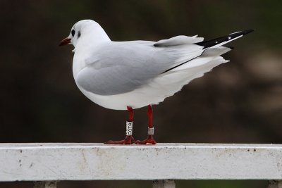 Kokmeeuw