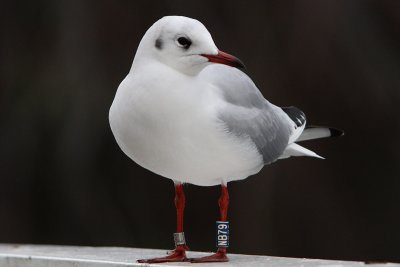 Kokmeeuw