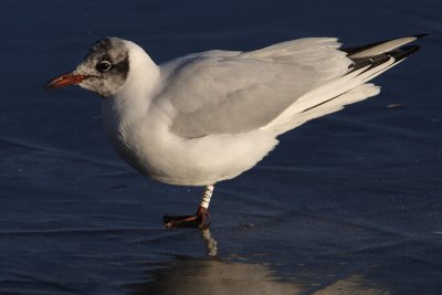 Kokmeeuw