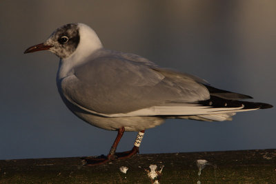 Kokmeeuw