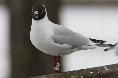Kokmeeuw
