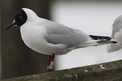 Kokmeeuw