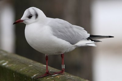 Kokmeeuw