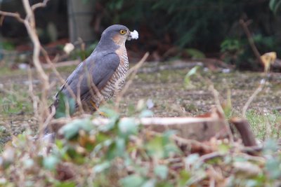 Accipiter nisus - Eurasian Sparrowhawk