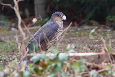 Accipiter nisus - Eurasian Sparrowhawk