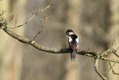 Dendrocopus major - Great spotted Woodpecker