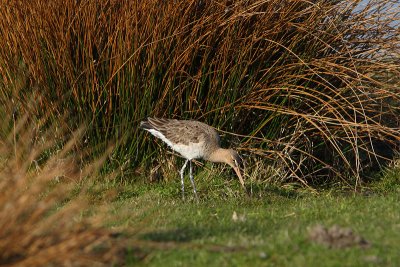 Limosa limosa - Black-tailed Godwit