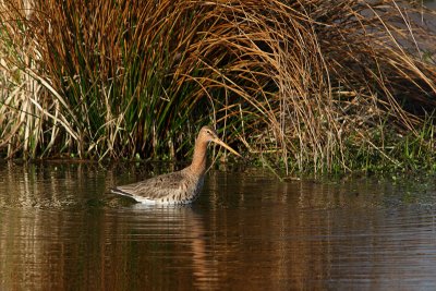 Limosa limosa - Black-tailed Godwit