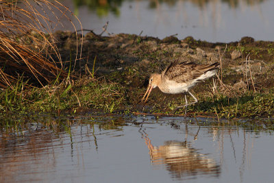 Limosa limosa - Black-tailed Godwit
