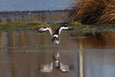 Limosa limosa - Black-tailed Godwit
