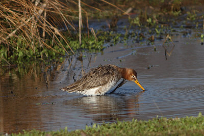 Limosa limosa - Black-tailed Godwit