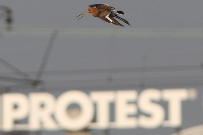 Limosa limosa - Black-tailed Godwit