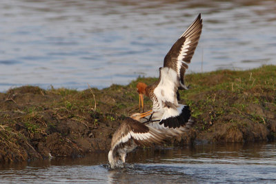 Limosa limosa - Black-tailed Godwit