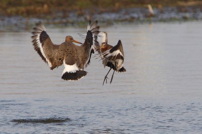 Limosa limosa - Black-tailed Godwit