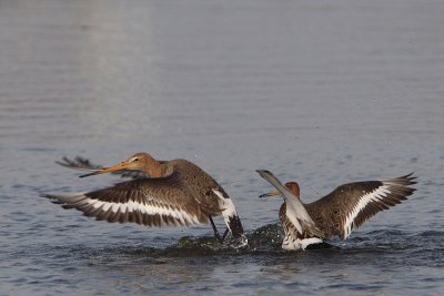 Limosa limosa - Black-tailed Godwit