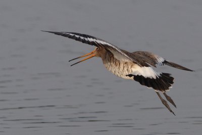 Limosa limosa - Black-tailed Godwit