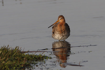 Limosa limosa - Black-tailed Godwit