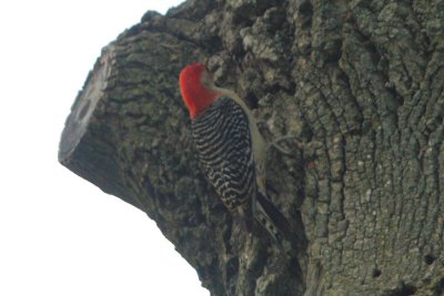 Melanerpes carolinus - Red-bellied Woodpecker