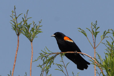 Agelaius assimilis - Red-shouldered Blackbird