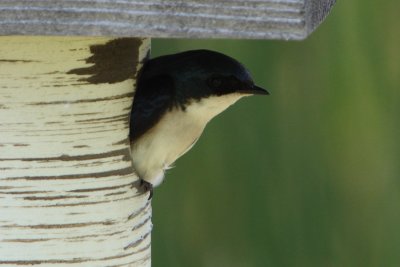 Tachycineta bicolor - Tree Swallow
