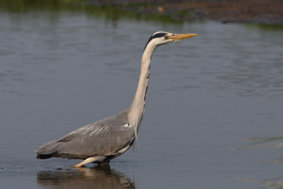 Ardea cinerea - Grey Heron