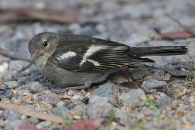 Fringilla coelebs - Chaffinch