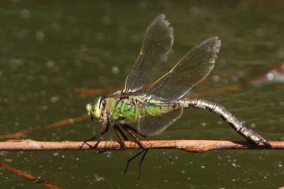 Anax imperator - Blue Emperor