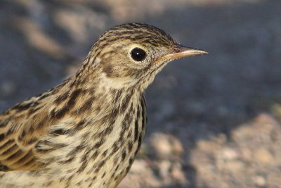 Anthus pratensis - Meadow Pipit