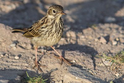 Anthus pratensis - Meadow Pipit