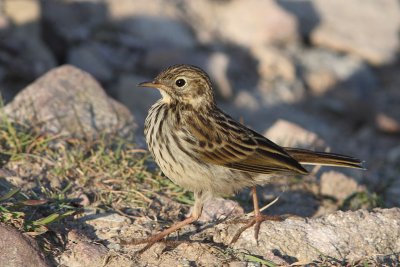 Anthus pratensis - Meadow Pipit