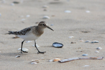 Bairds Strandloper