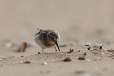 Bairds Strandloper