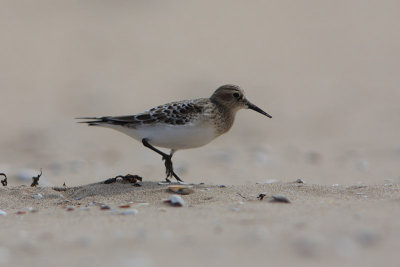 Bairds Strandloper