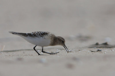 Bairds Strandloper