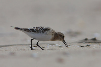 Bairds Strandloper