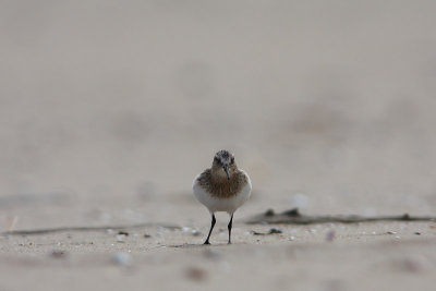 Bairds Strandloper