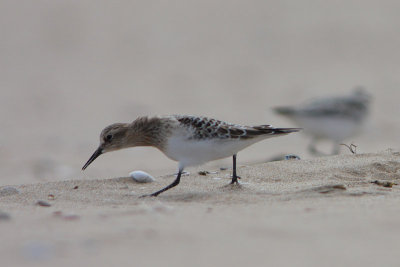 Bairds Strandloper