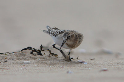 Bairds Strandloper