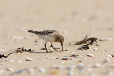 Bairds Strandloper