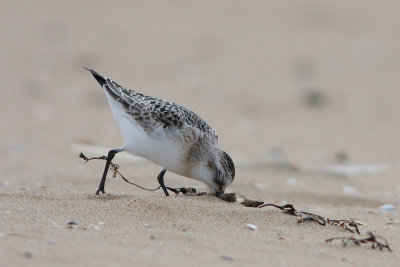 Calidris alba - Sanderling