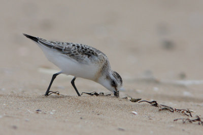 Calidris alba - Sanderling