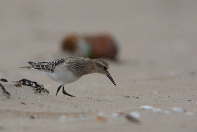 Bairds Strandloper