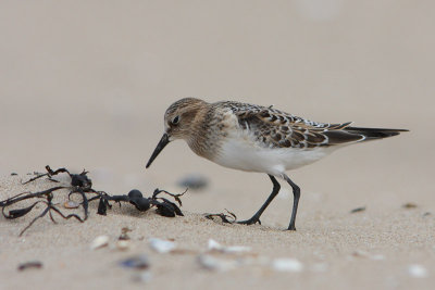 Bairds Strandloper