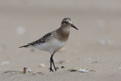 Bairds Strandloper
