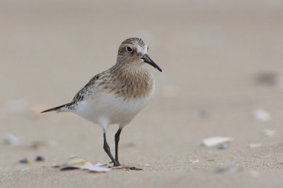Bairds Strandloper