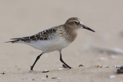 Bairds Strandloper
