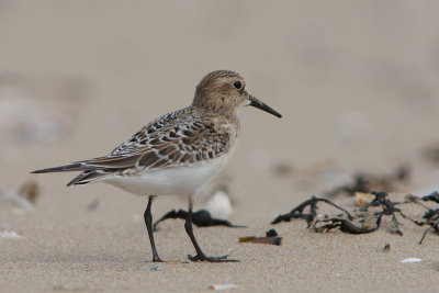 Bairds Strandloper