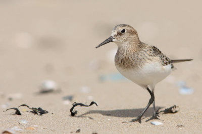 Bairds Strandloper
