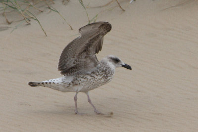 Larus michahellis - Yellow-legged Gull