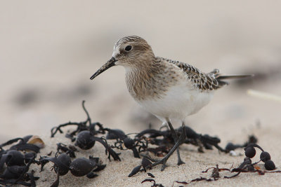 Bairds Strandloper